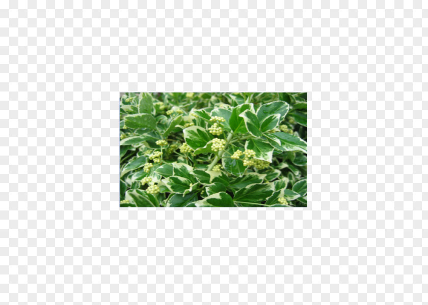 Plant Fortune's Spindle Japanese Laurel Juniperus Procumbens Ligustrum Ovalifolium PNG
