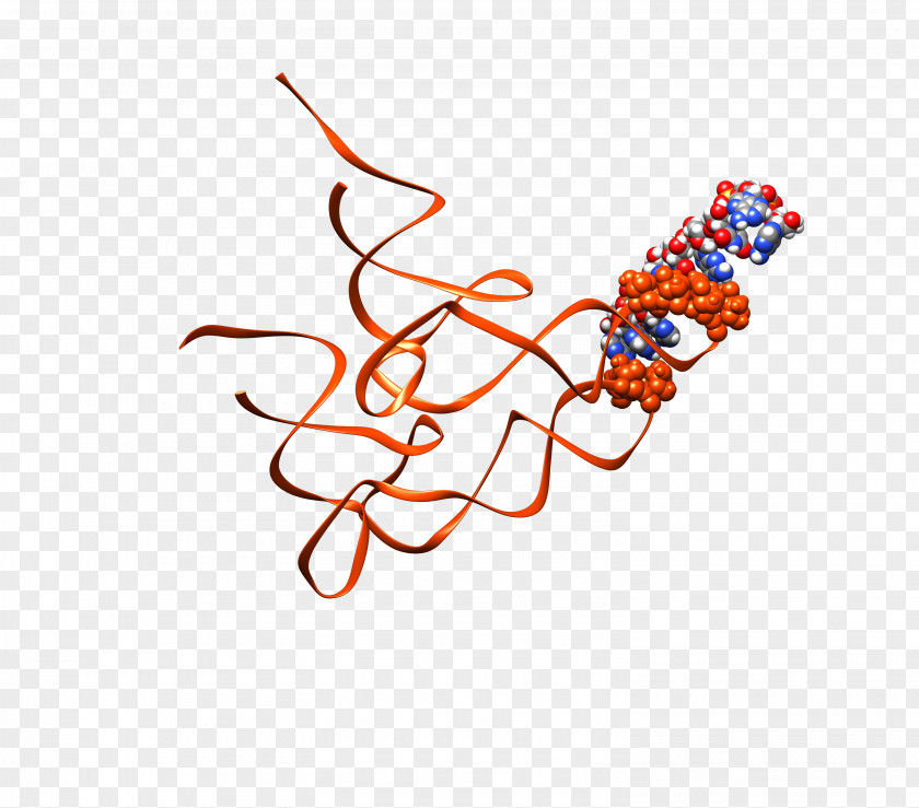 Ribosome Pattern Transfer RNA Protein Biosynthesis Messenger PNG