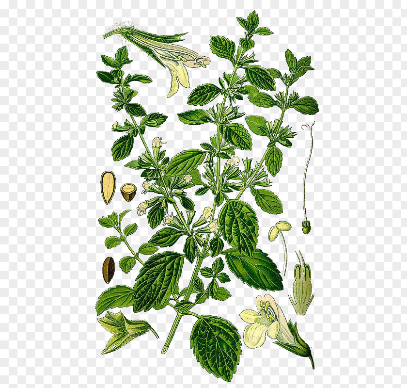 Tea Lemon Balm Garden Thyme Herb Mints Rosemary PNG