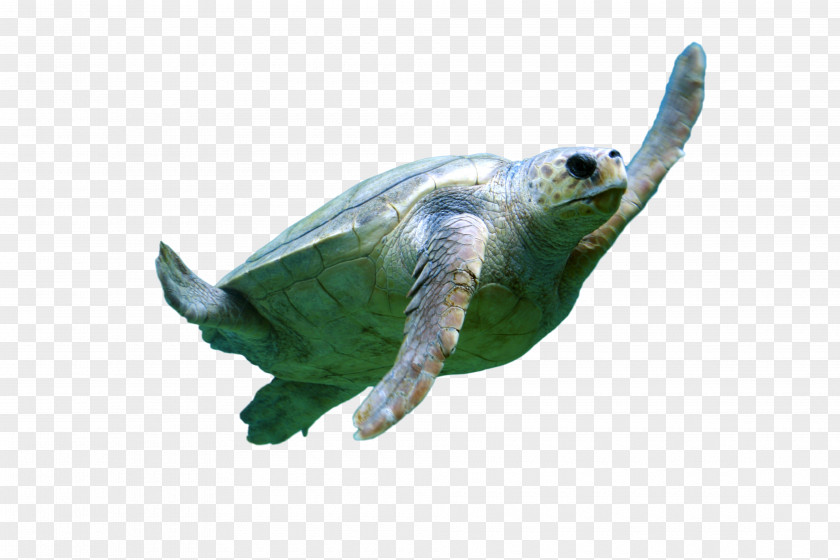 Turtle Sea Conservancy Reptile Green PNG