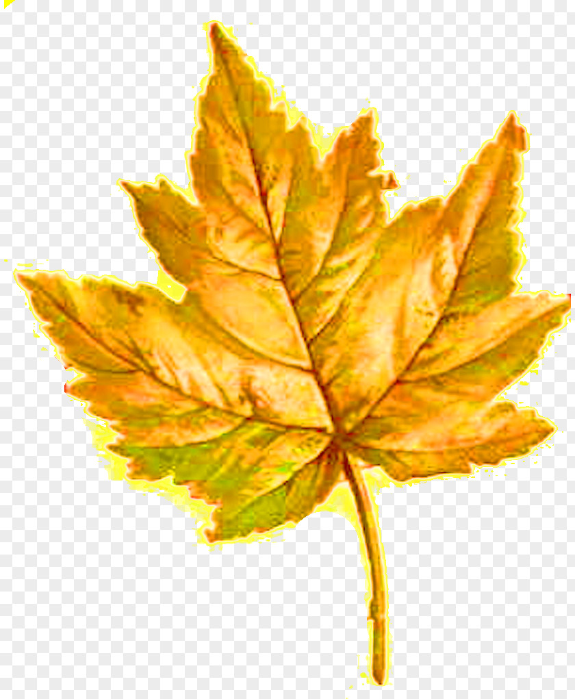 Yellow Leaves Maple Leaf Flower Photography Clip Art PNG