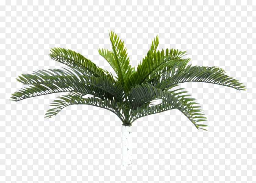 Cycas Eleocharis Parvula Sago Palm Cycad Rumphii Plant PNG