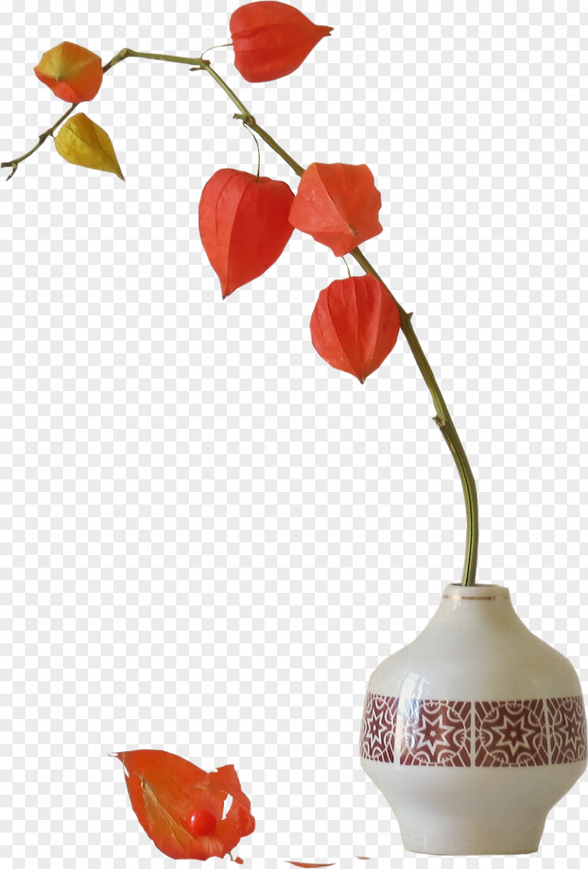 Dragon Fruit Chinese Lantern Flower Bouquet Plant PNG