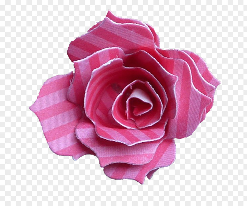 Garden Roses Centifolia Floribunda Cut Flowers Petal PNG