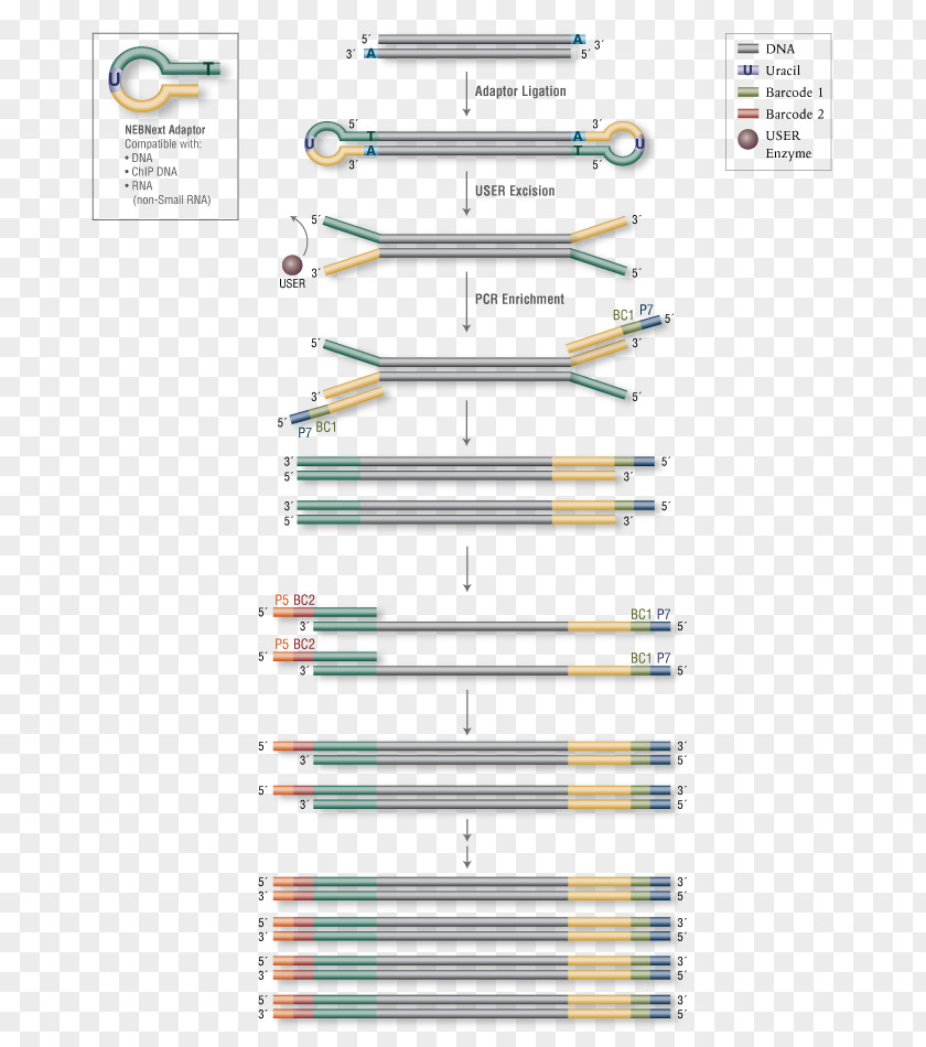 Heatmap Rna-seq Primer Library Illumina Enzyme DNA PNG