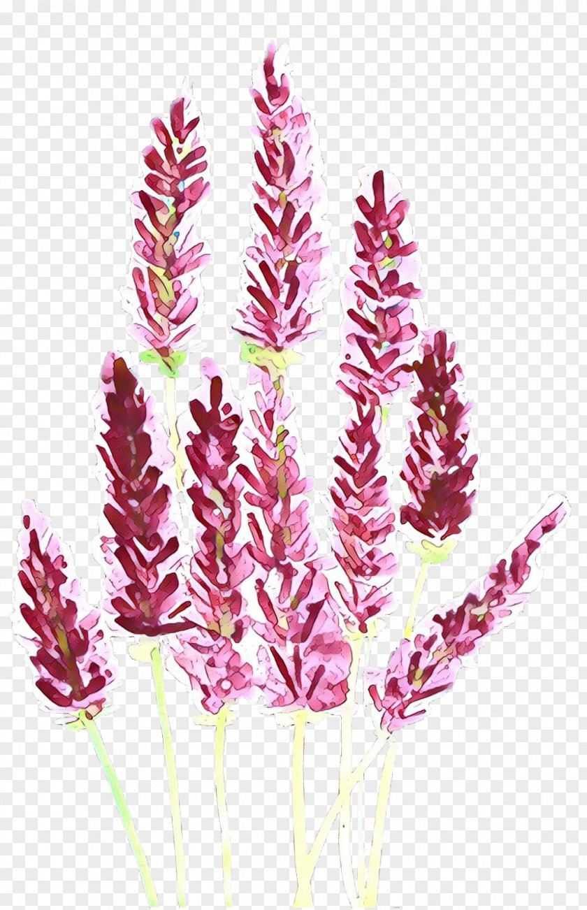 Plant Flower Grass Family Purple Loosestrife PNG