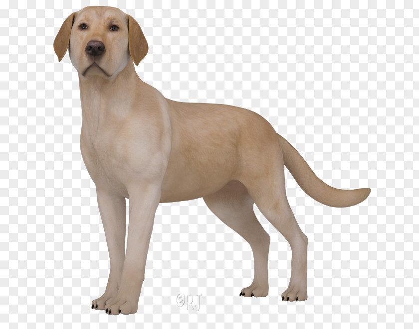 Puppy Labrador Retriever Broholmer Dog Breed Companion PNG