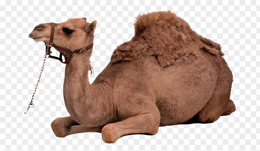Tummy Camel Dromedary Bactrian Clip Art PNG