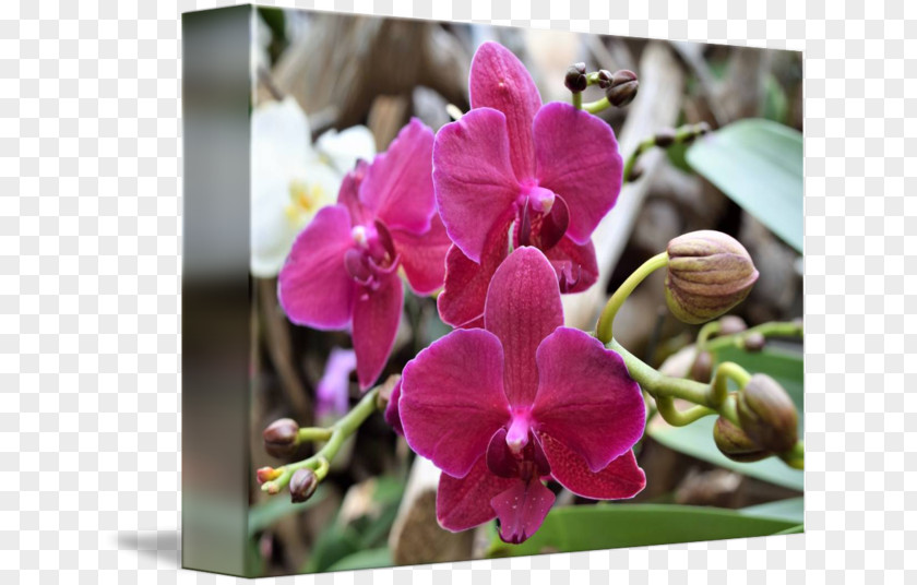 Violet Moth Orchids Cattleya Dendrobium Pink M PNG