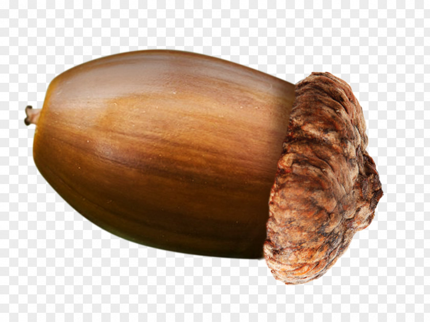Acorn English Oak Nut PNG