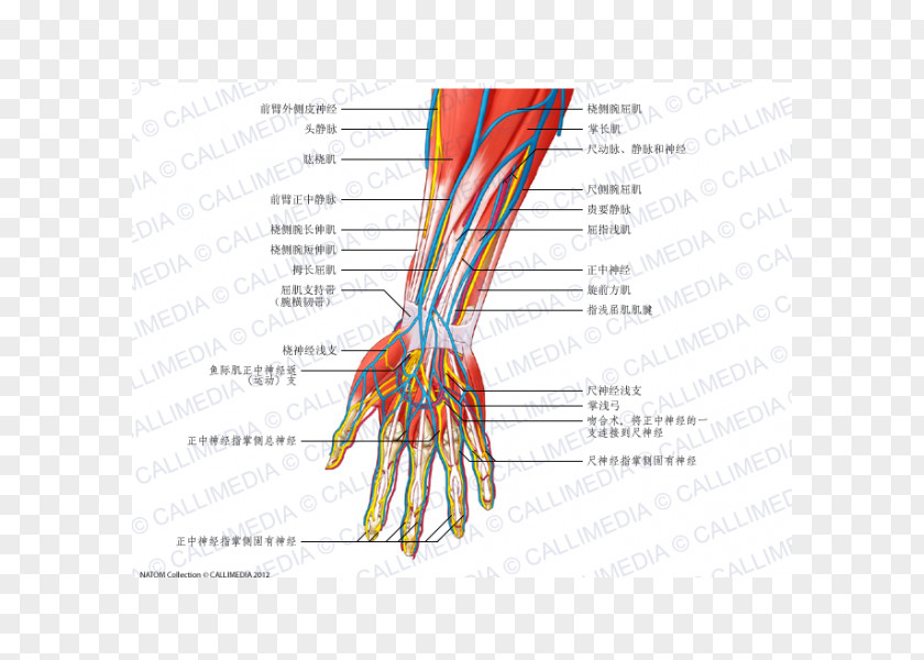 Arm Nerve Anterior Compartment Of The Forearm Anatomy PNG