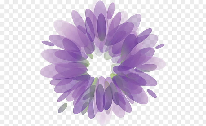 Aster African Daisy Lavender PNG