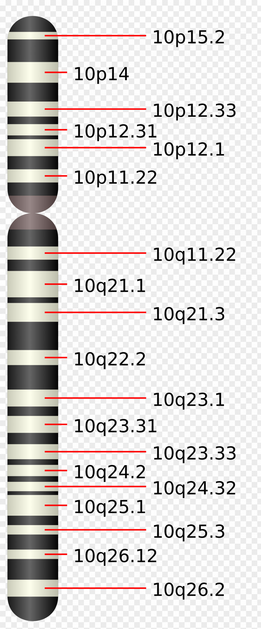 Chromosome 10 12 (human) 19 16 PNG