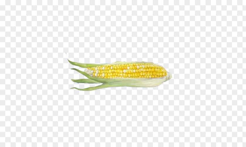 Corn Realistic Hand Drawing Material Picture On The Cob Maize Download PNG