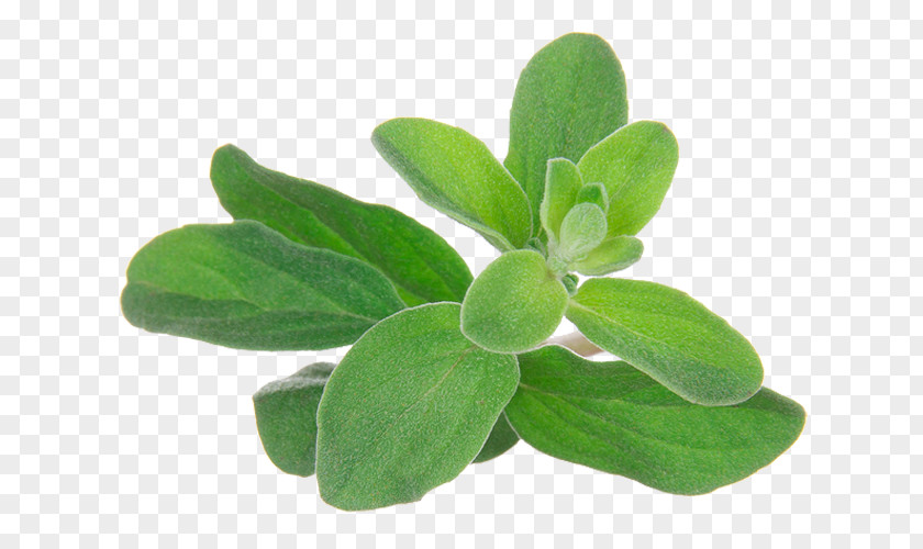 Marjoram Origanum Majorana Essential Oil Aromatherapy Herb PNG