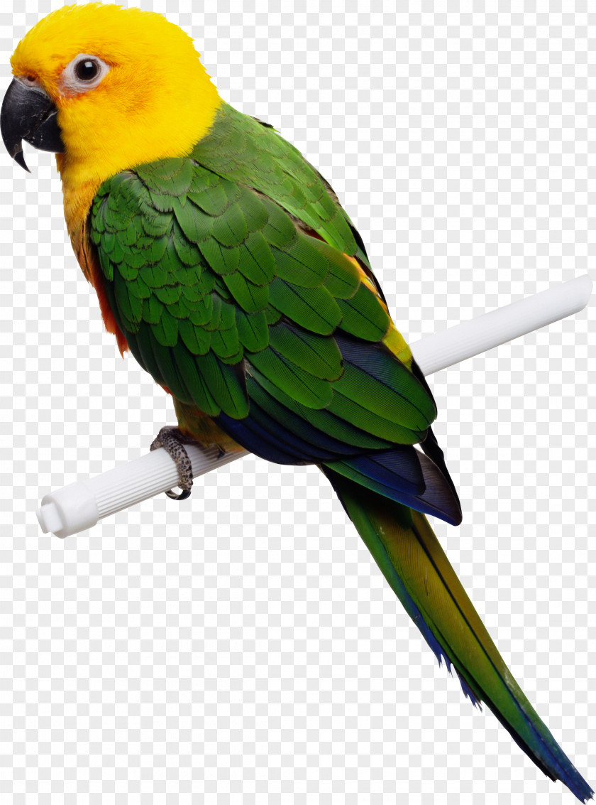 Parrot Bird Budgerigar Parakeet Macaw PNG