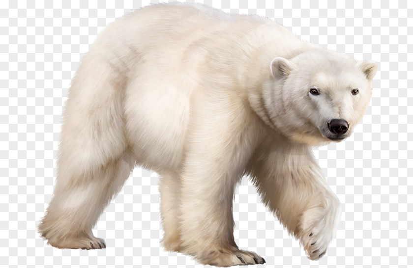 Polar Bear Ligue De L'enseignement Mathematics Ursa Major PNG
