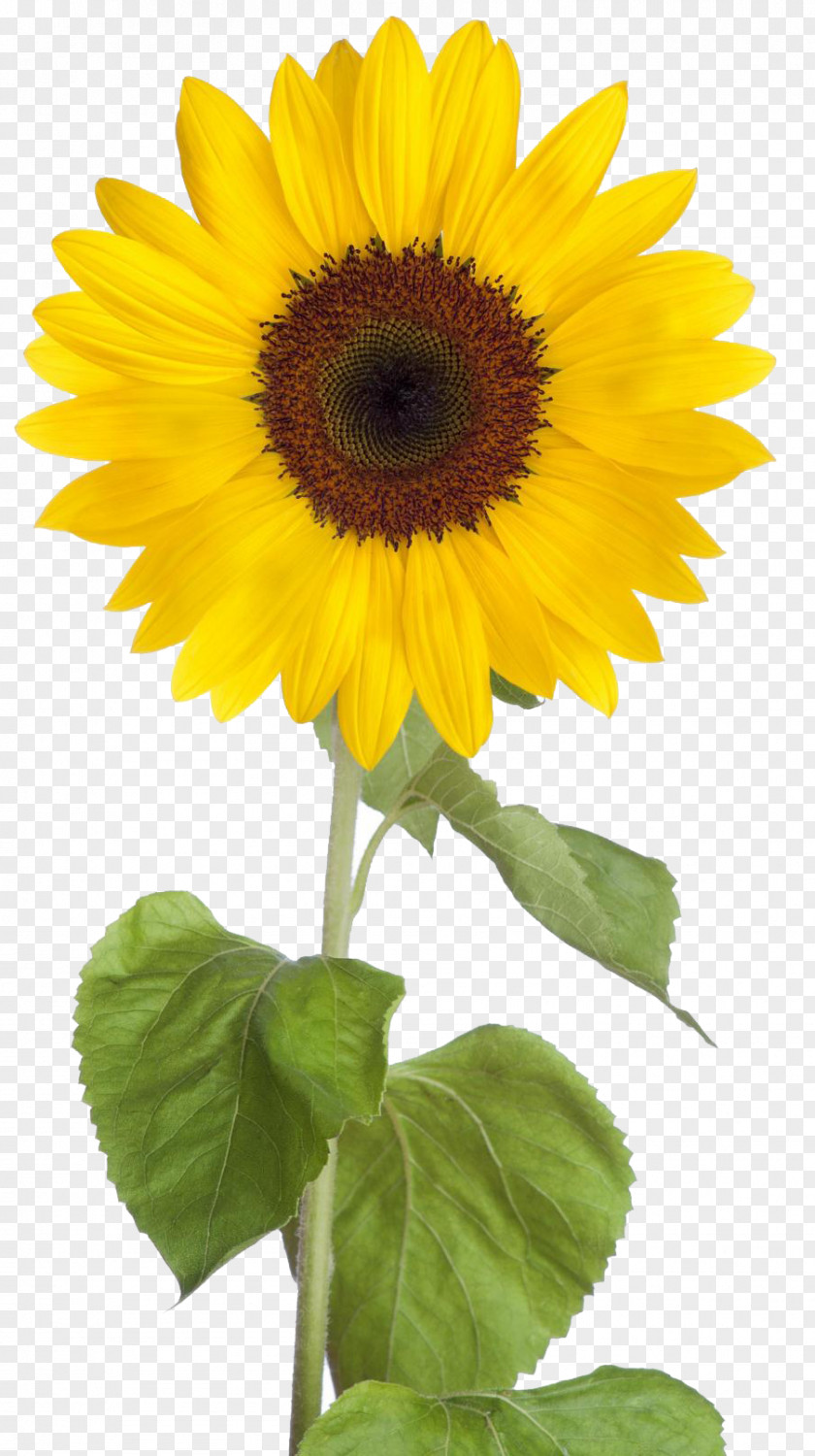 Sunflower Free Download Common Clip Art PNG