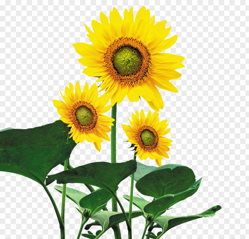 Sunflower Paper Wall Decal Room Wallpaper PNG