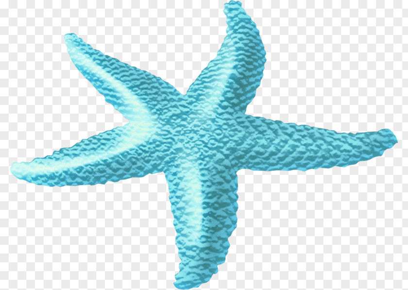 Ocean Starfish Pull The Material Sea Clip Art PNG