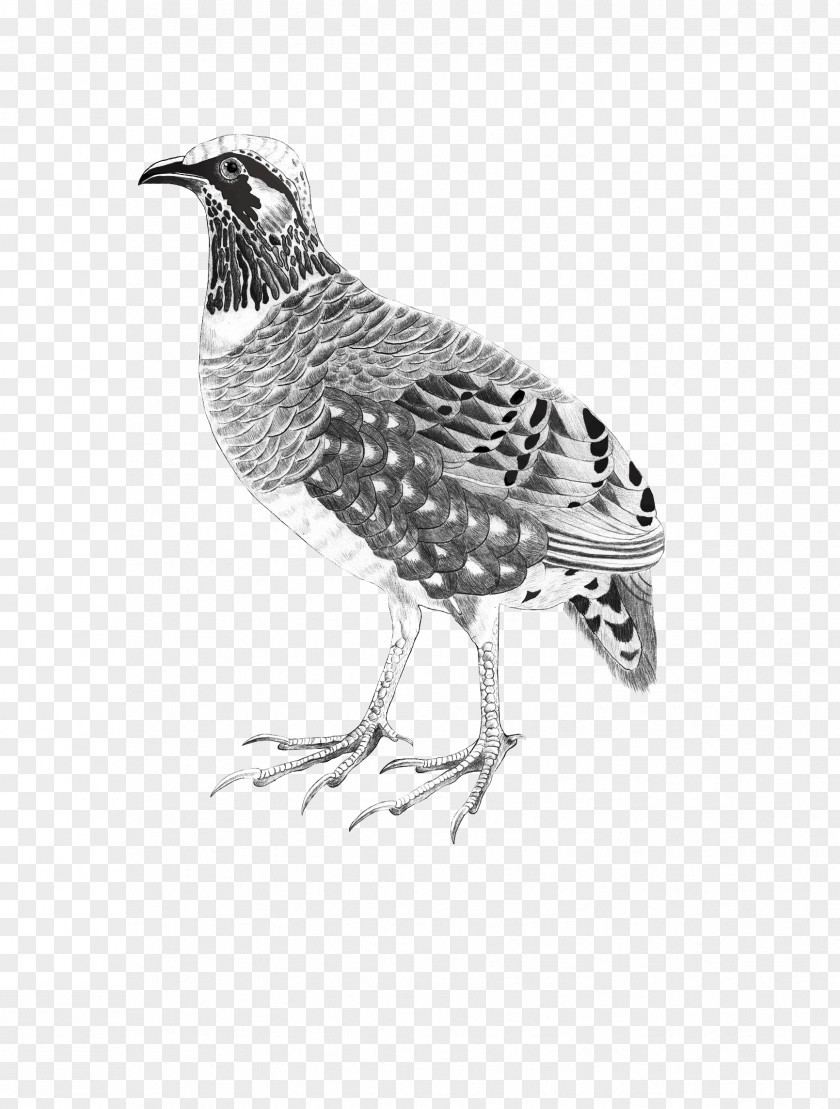 Partridge Drawing Painting Image Creative Work PNG