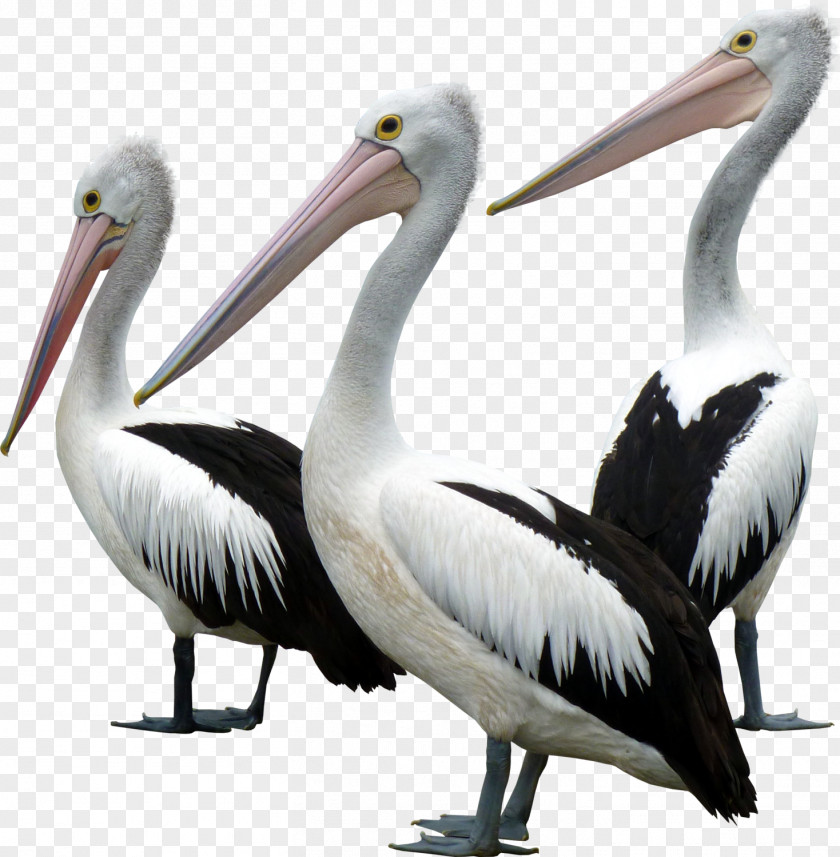 Pelican Seabird Goose Gulls Pelecaniformes PNG