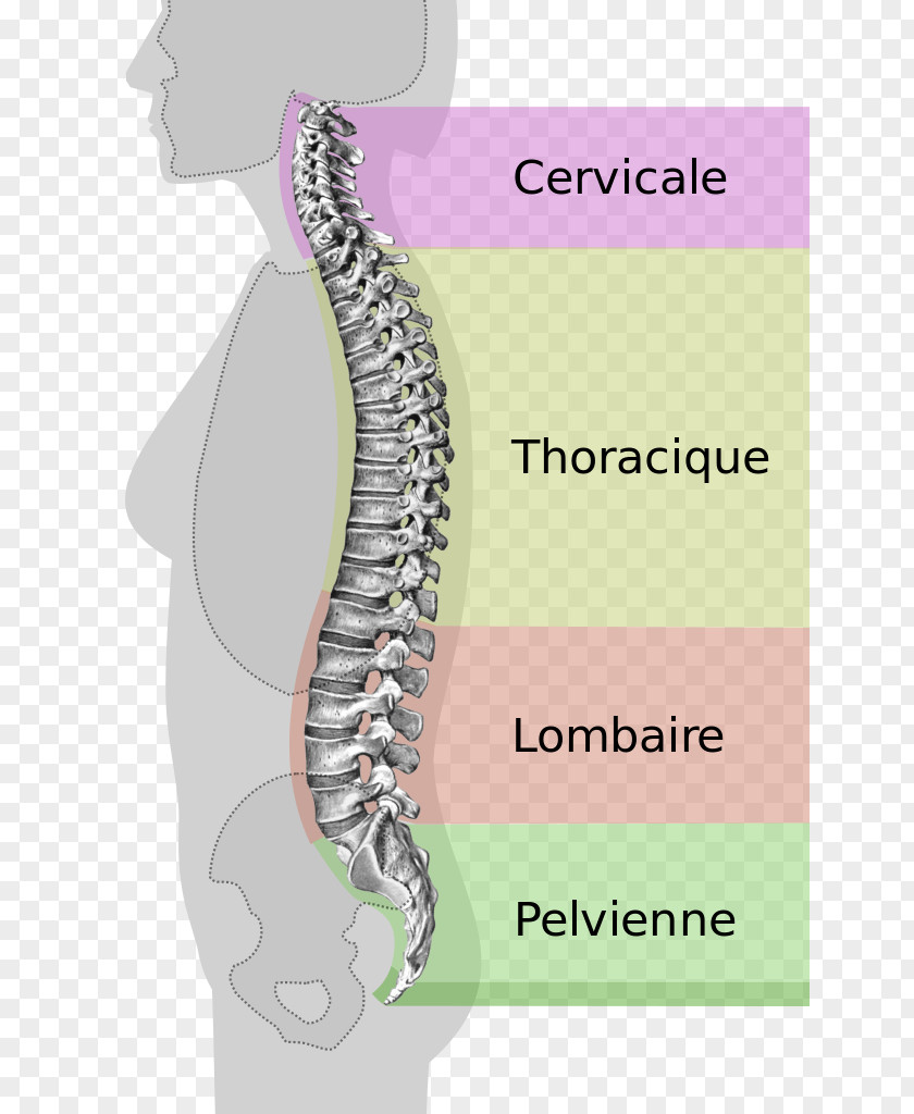 Spinespine Back Pain Vertebral Column Lumbar Vertebrae Spinal Stenosis PNG