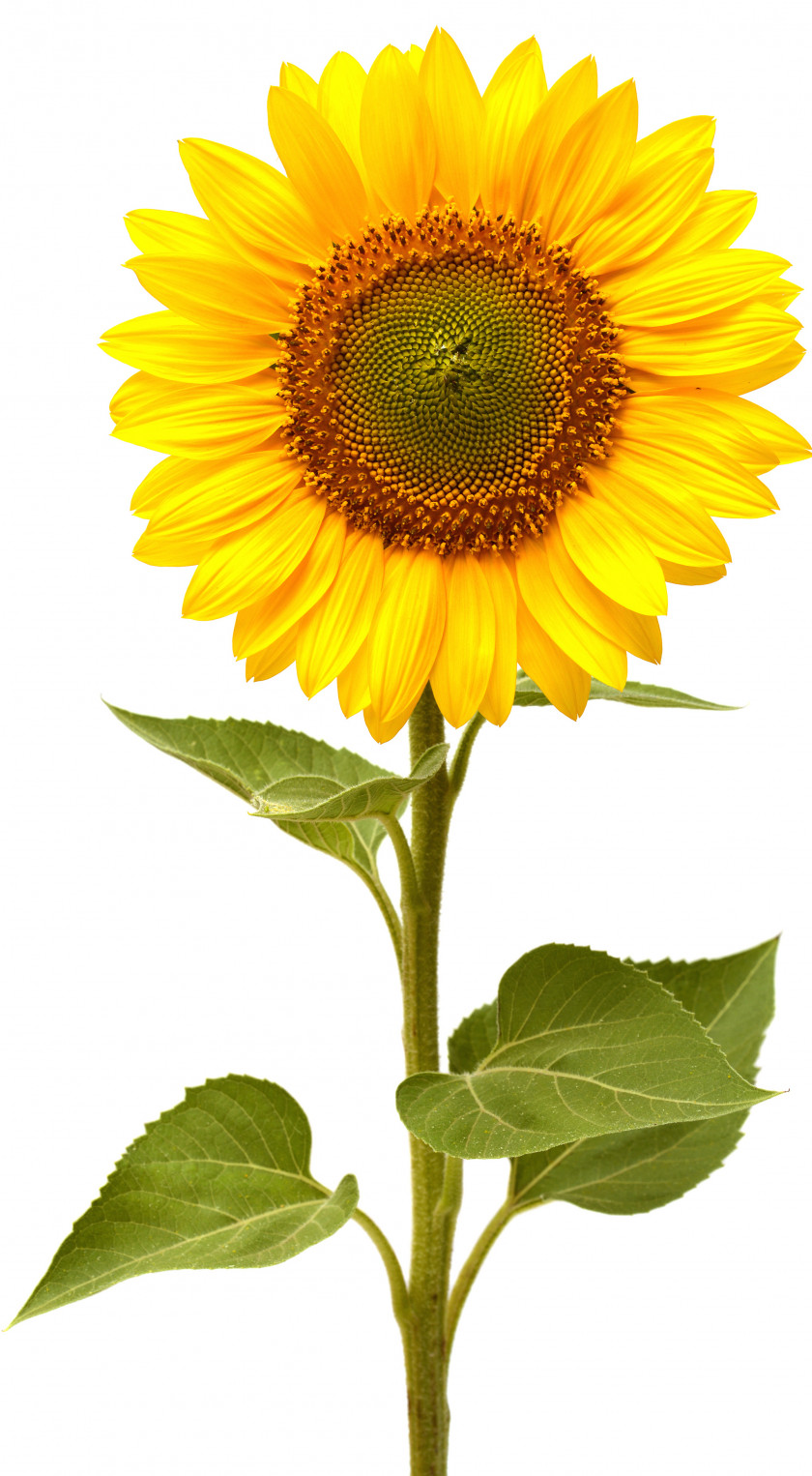 Sunflower Common Life Cycle Of A This Is The Seed PNG