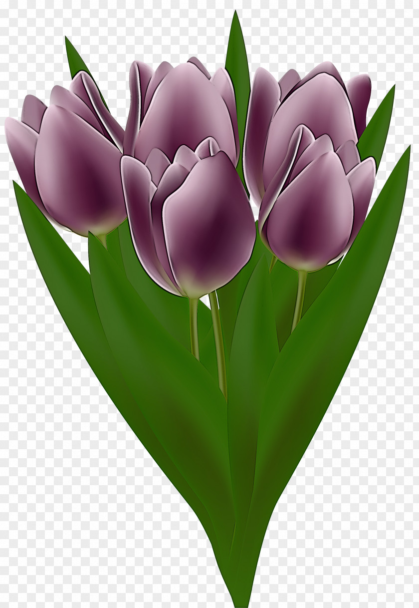 Tulip Flower Petal Purple Violet PNG