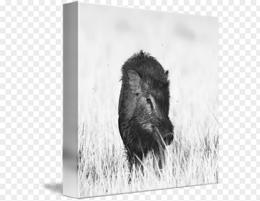 Boar Wild Peccary Bison Cattle Black And White PNG