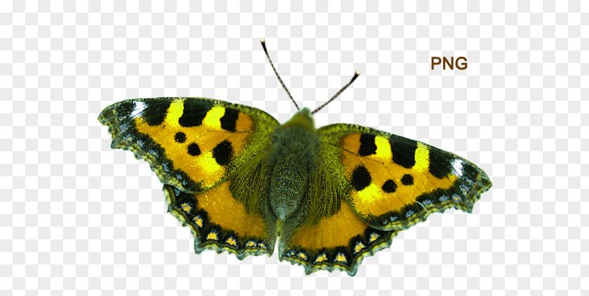 Butterfly Clouded Yellows Brush-footed Butterflies Moth Pieridae Small Tortoiseshell PNG