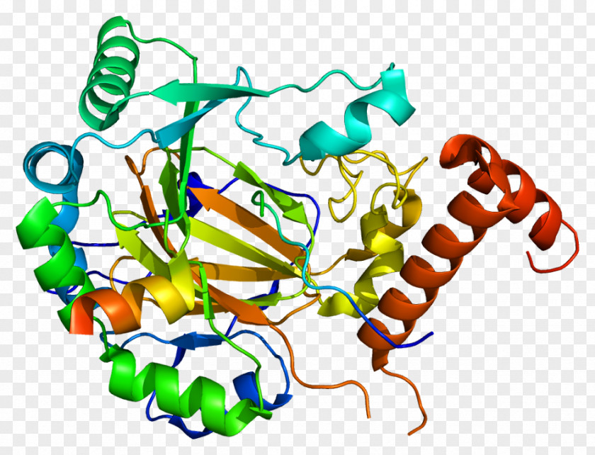 HIF1A Hypoxia-inducible Factors Protein Basic Helix-loop-helix PNG