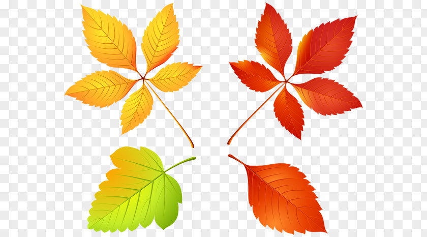 Leaves Set Maple Leaf Clip Art Vector Graphics PNG