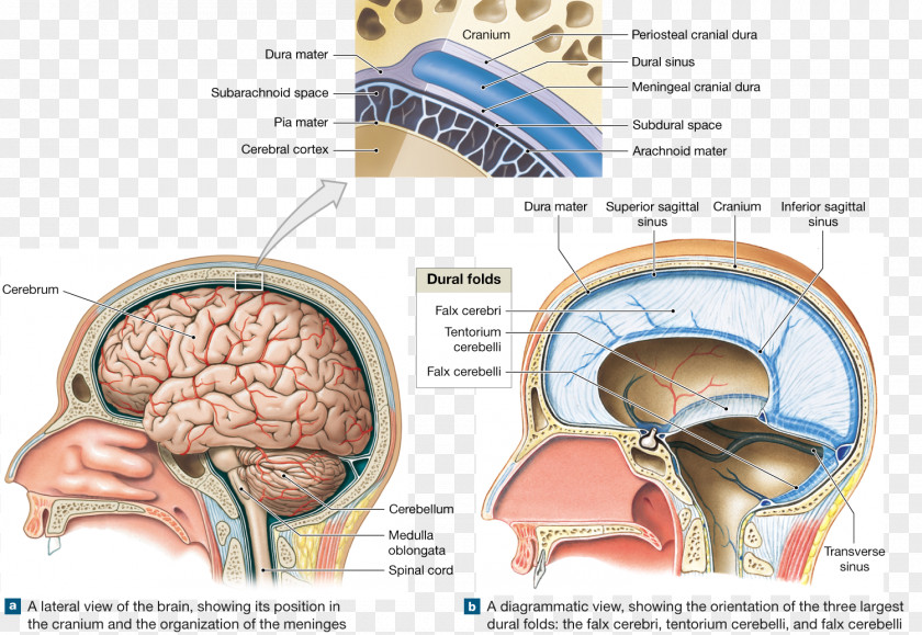 Meninges Of The Brain Diagram Skull Cranial Cavity Anatomy PNG
