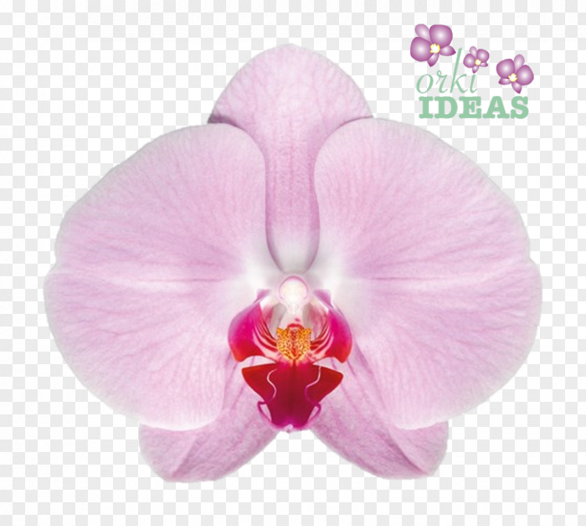 Plant Moth Orchids Cattleya Felice Shop Color PNG
