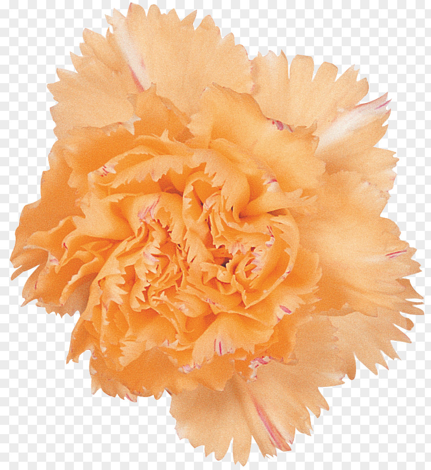 Pompom Plant Orange PNG