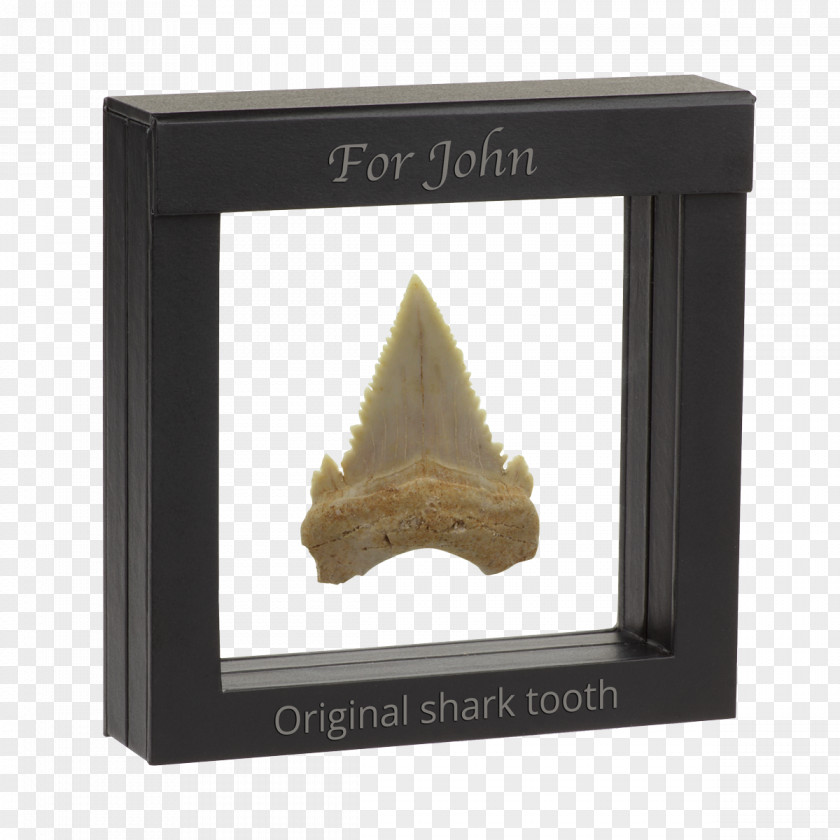 Shark Teeth Fossil Tooth Picture Frames PNG