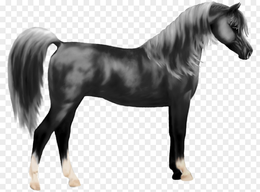 Arabian Horse Mane Mustang Stallion Pony Halter PNG