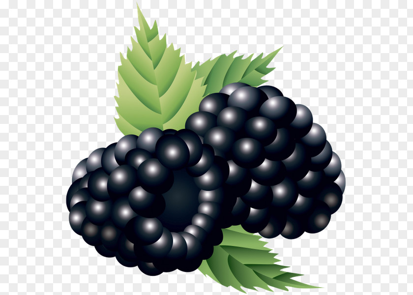 Blueberry Bilberry Boysenberry PNG