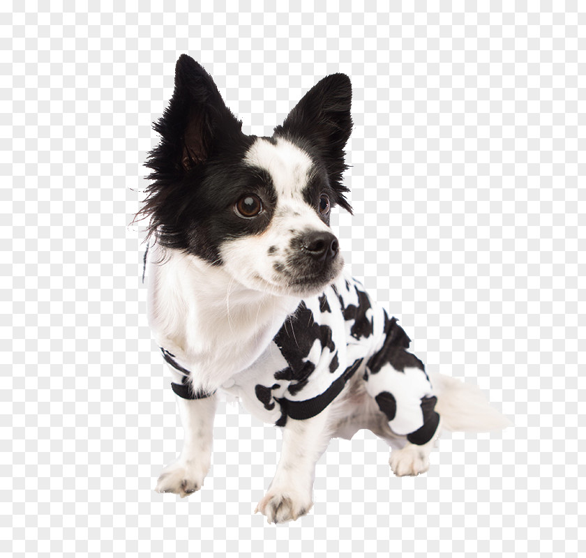 Dog Breed Puppy Costume Clothing PNG