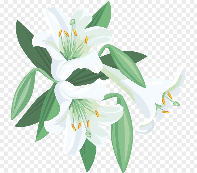 Lily Of The Valley Lilium Ben Weatherstaff Complete Words PNG