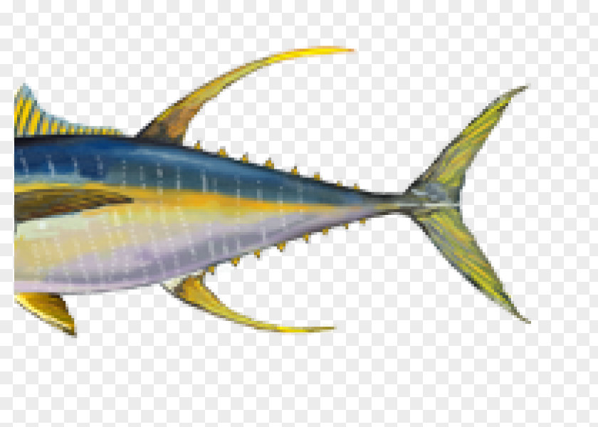 Bigeye Tuna Yellowfin Atlantic Bluefin Skipjack Fish PNG