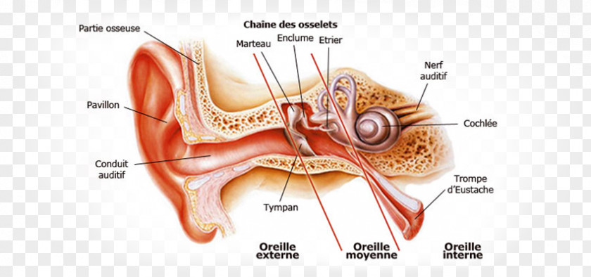 Ear Otitis Externa Canal Outer Inner PNG