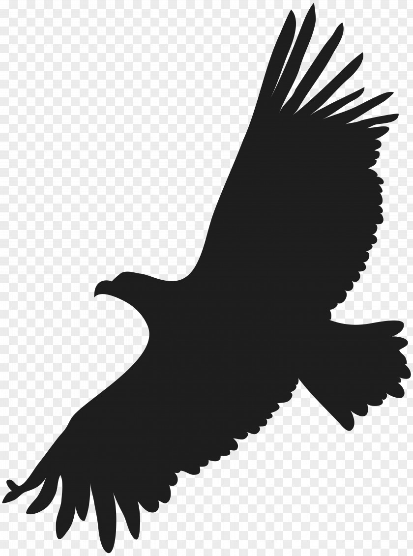 Gallery Bald Eagle Clip Art PNG