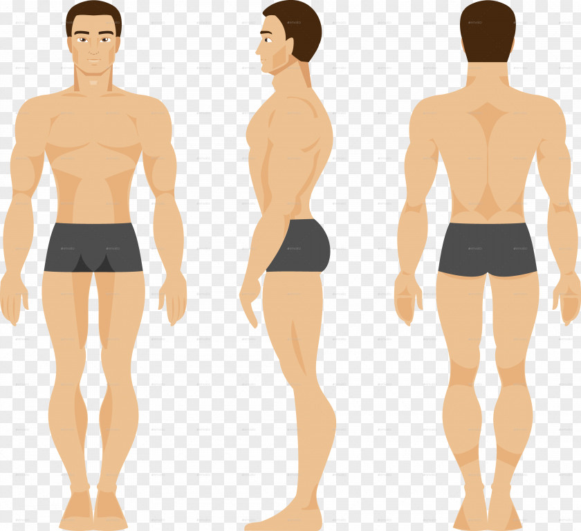 Male & Female Logo Human Body Vector Graphics Anatomy Illustration PNG