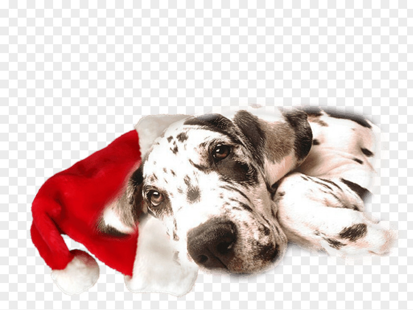 Papa Great Dane Cane Corso Dalmatian Dog Neapolitan Mastiff Veterinarian PNG