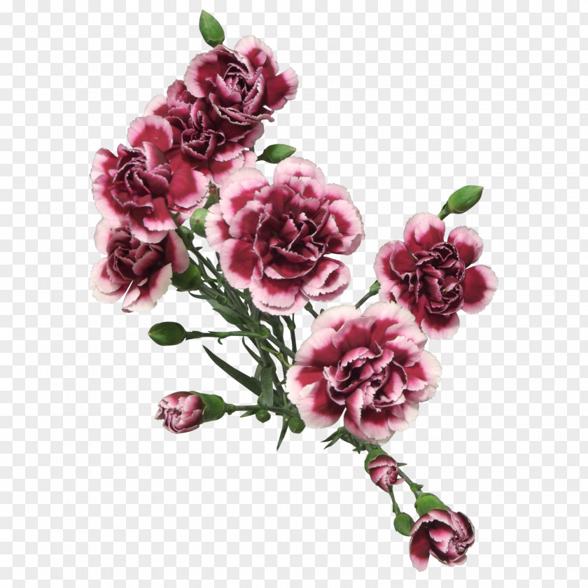 Plum Carnation Rose Cut Flowers PNG