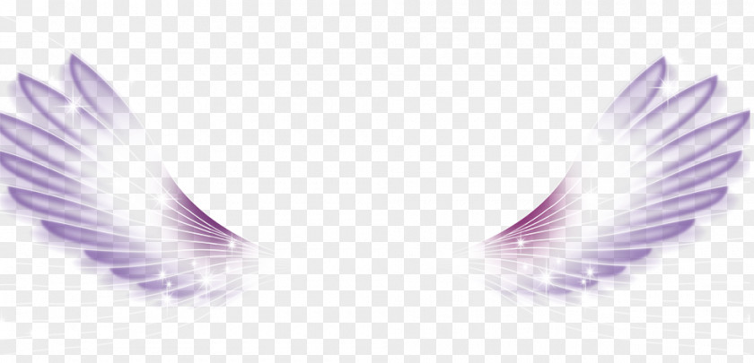 White Wings Wing Feather PNG