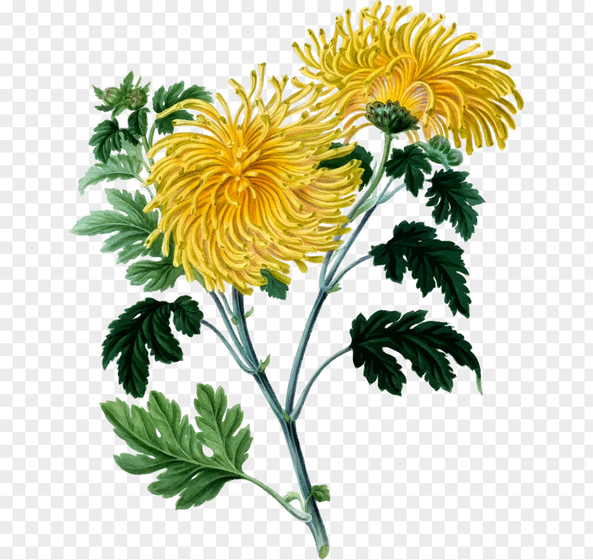 BAY LEAVES Chrysanthemum Botany Botanical Illustration Drawing PNG