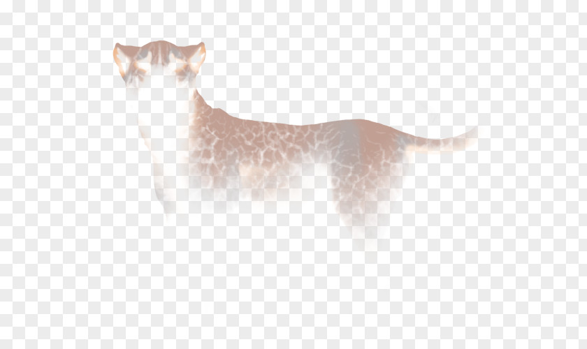 Cat Whiskers Dog Fur Mammal PNG